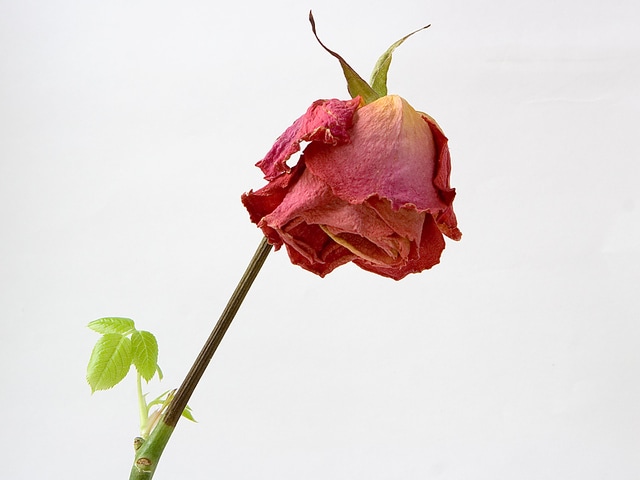 wilting flower